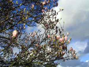 Arbre en fleurs